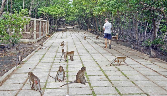 Обезьяний остров во Вьетнаме