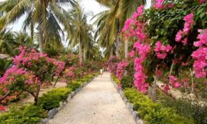 Остров Орхидей в Нячанге фото