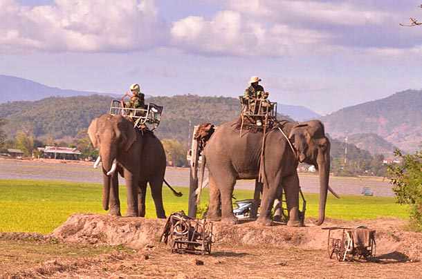 Катание на слонах в Даклаке