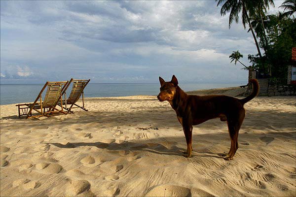 Порода собак риджбек на Фукуоке